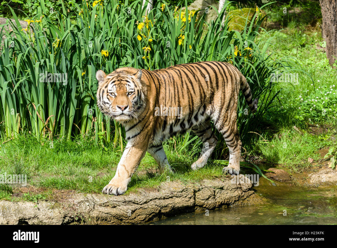 Tigre di Amur (Panthera tigris altaica), camminare lungo un waterhole, captive, Lipsia, Sassonia, Germania Foto Stock