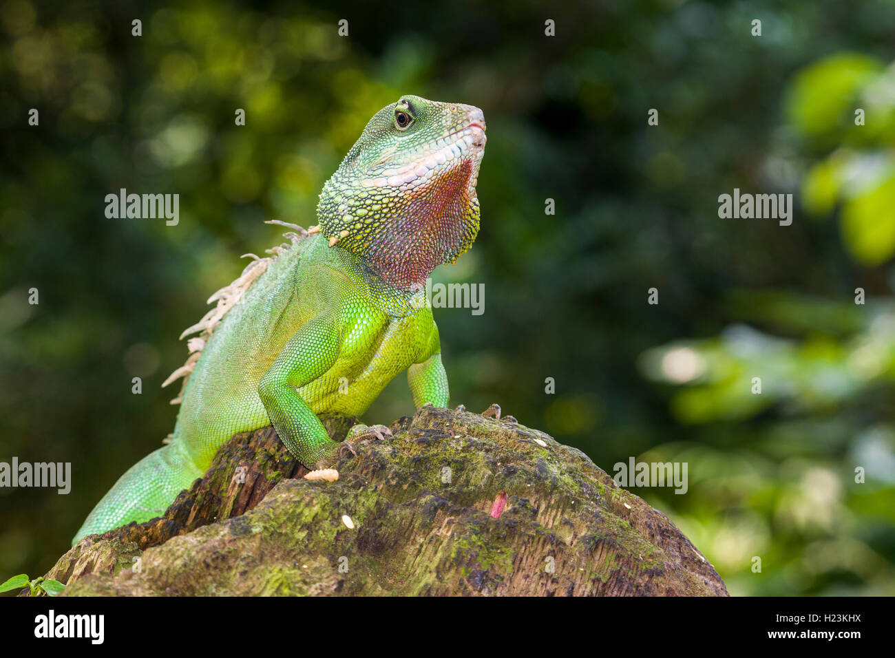 Acqua cinese dragon (Physignathus cocincinus) su una roccia, captive, Lipsia, Sassonia, Germania Foto Stock