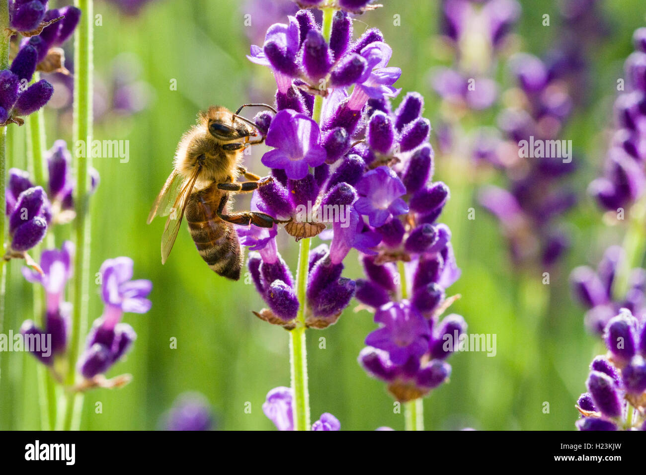 Miele Carniolan bee (Apis mellifera Carnica) è la raccolta di nettare in un viola LAVANDA (Lavandula) blossom, Bassa Sassonia, Germania Foto Stock