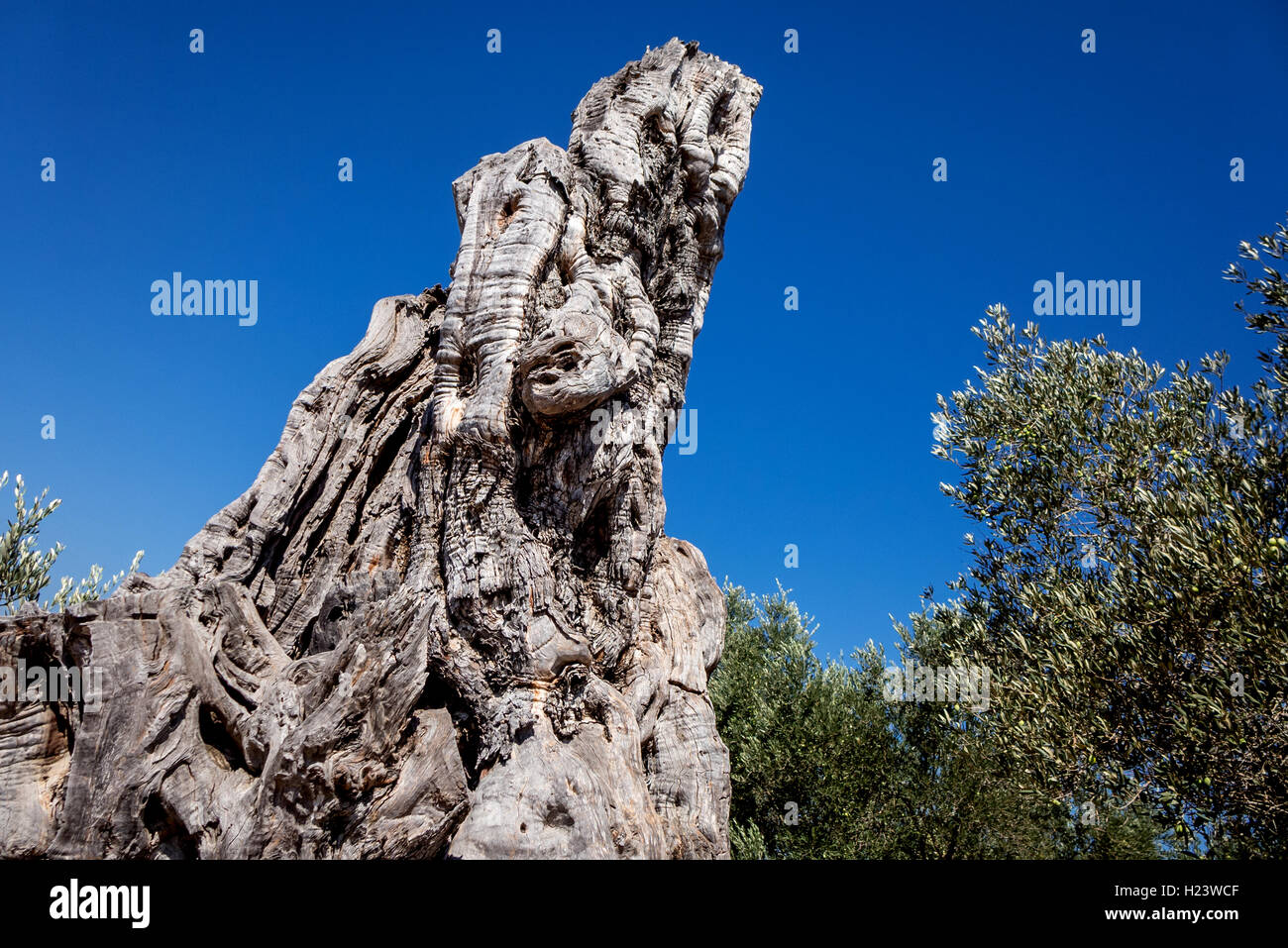 Un tronco nodose di un antico albero di olivo in Cipro Foto Stock