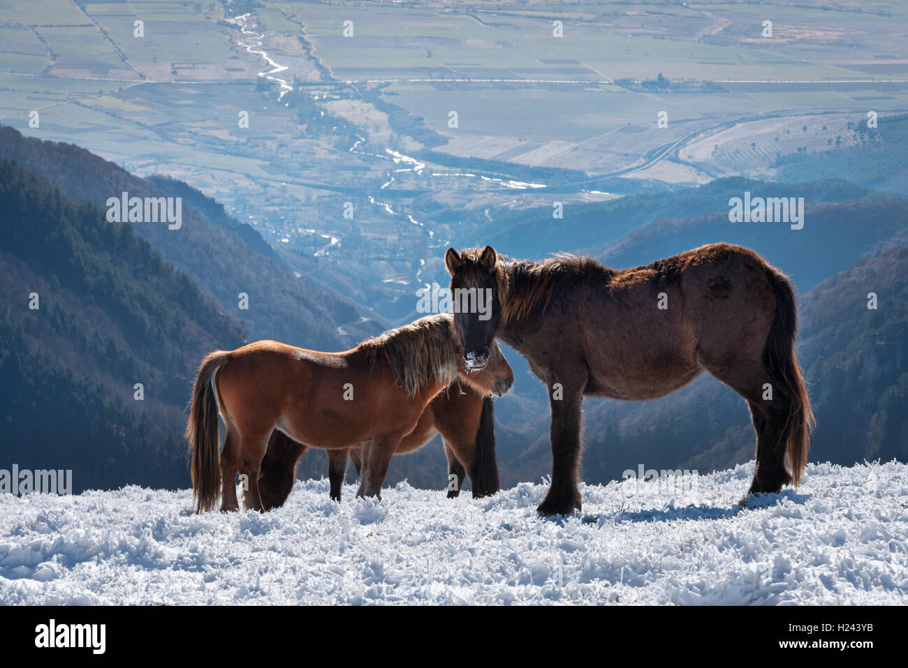 I cavalli del ranch inverno. Foto Stock