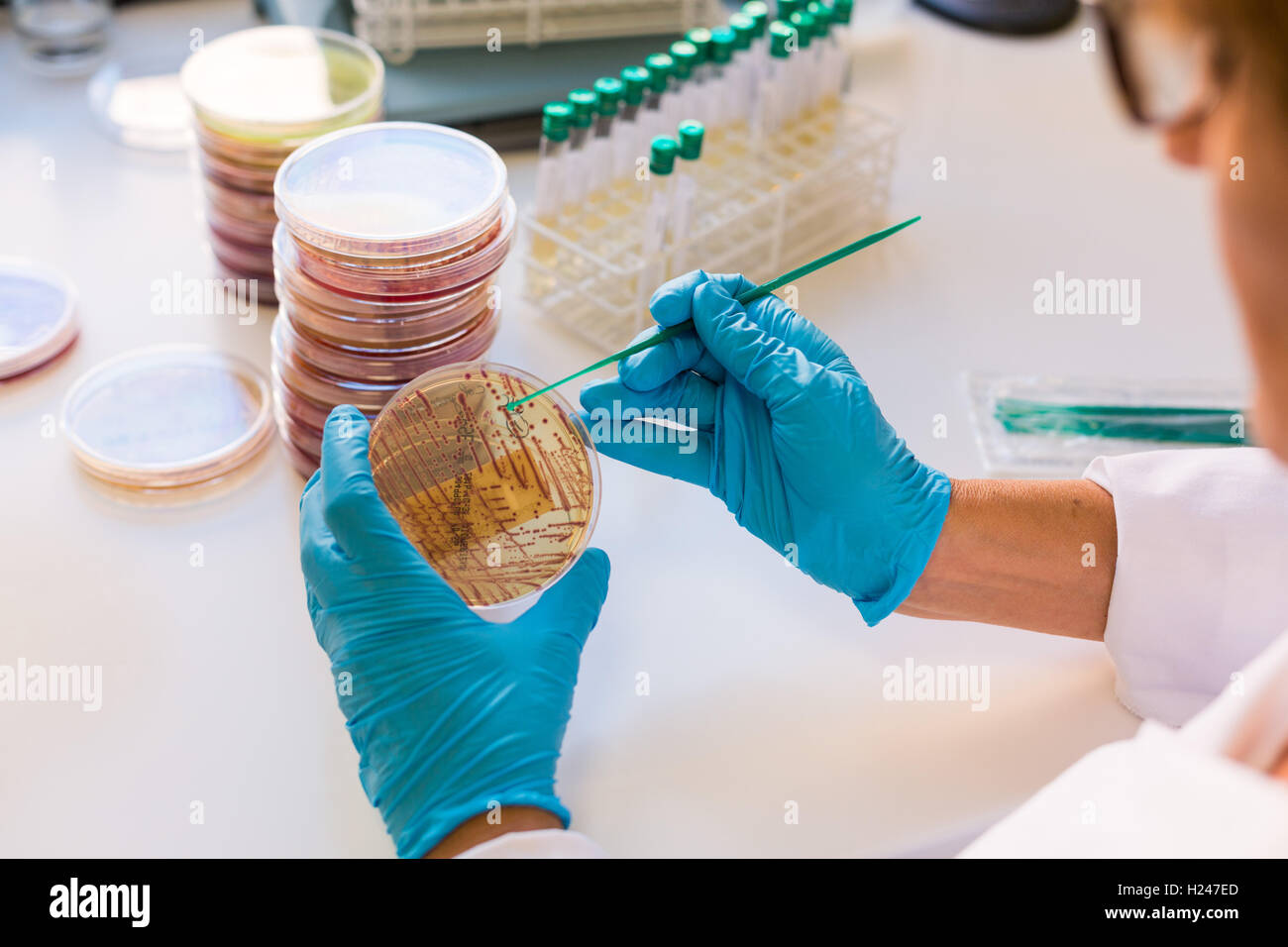 Mani di una piastra di coltura il test per la presenza di batteri Escherichia coli guardando la resistenza agli antibiotici. Foto Stock