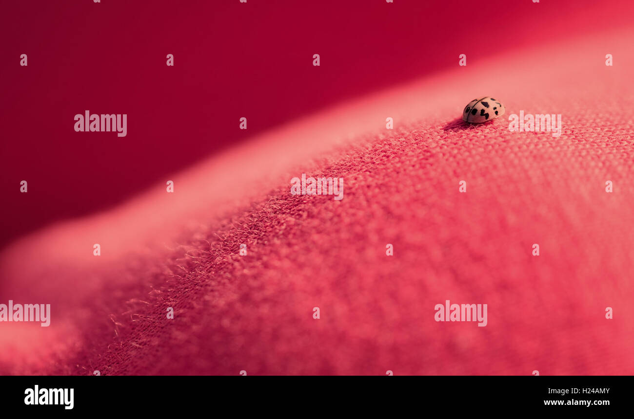 Pink Lady bug a piedi della propria strada rosa. Foto Stock