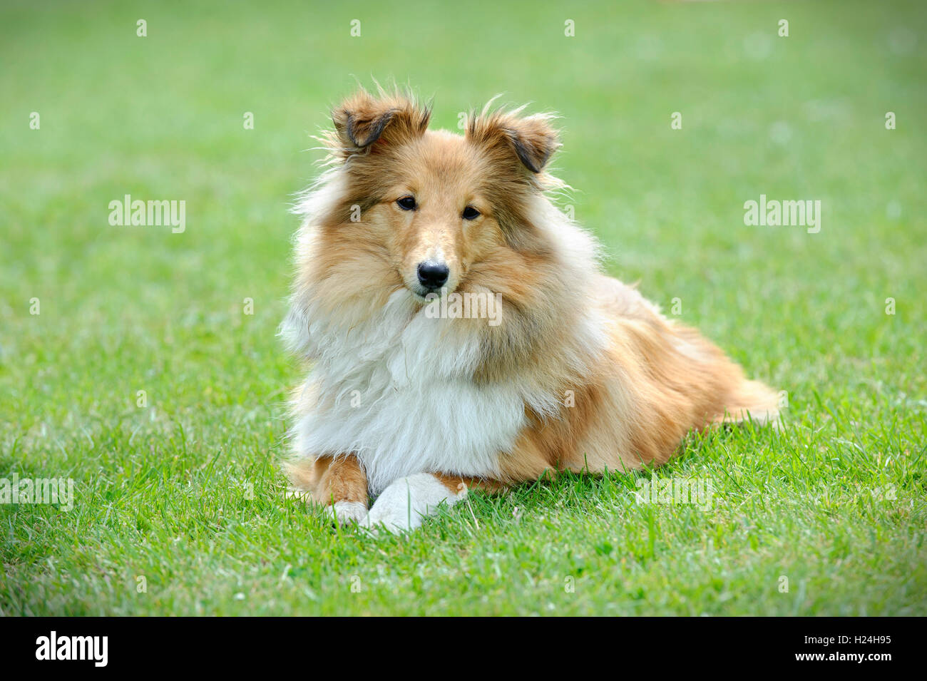 Sheltie ritratto Foto Stock