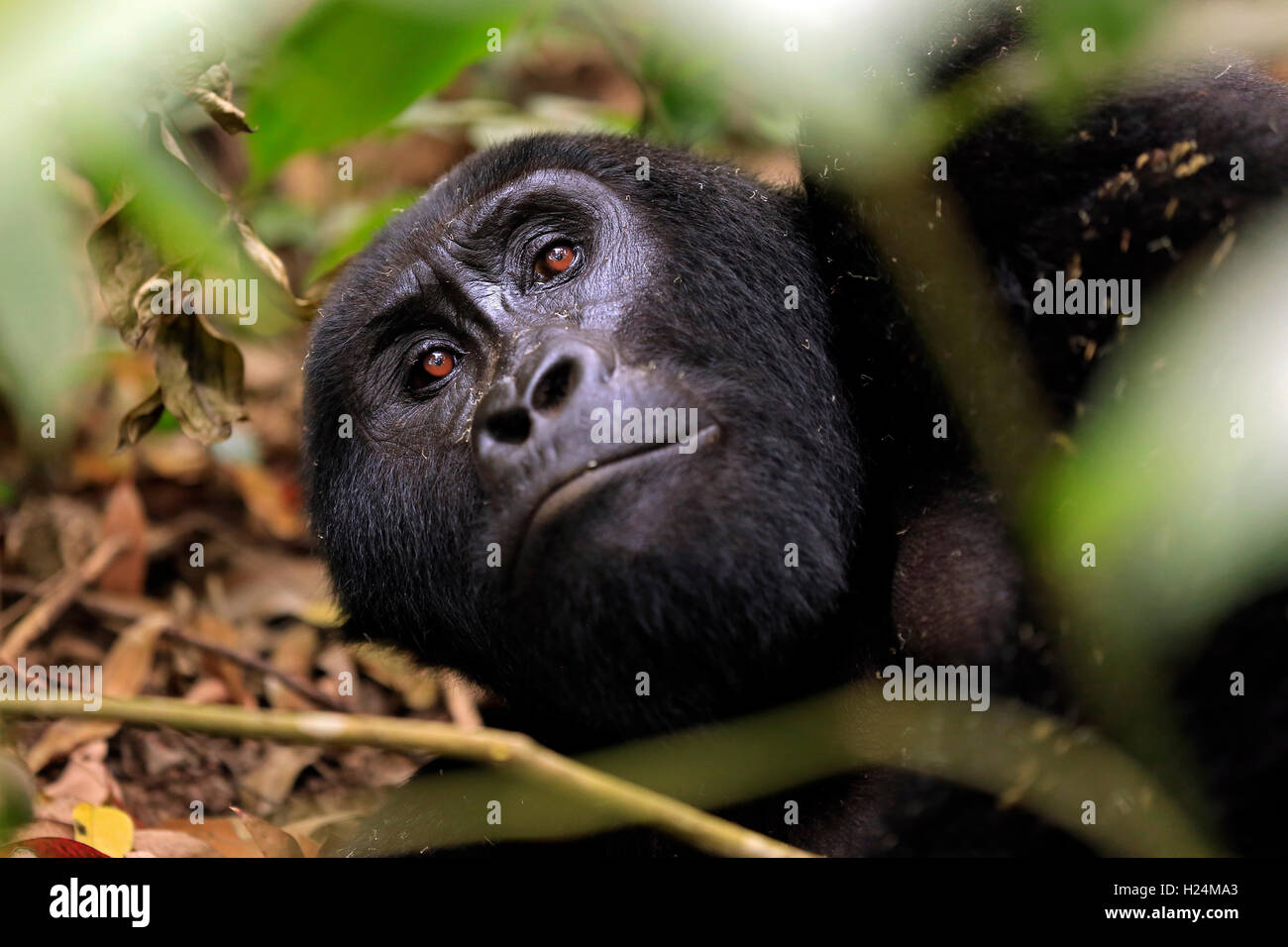 Il contatto visivo con un appoggio di Gorilla di Montagna (Gorilla beringei beringei) attraverso il fogliame. Parco nazionale impenetrabile di Bwindi, Foto Stock