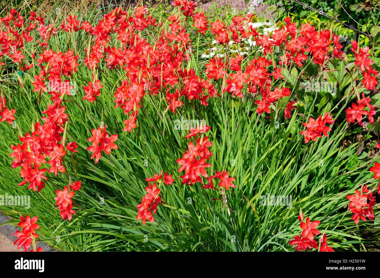 Hesperantha coccinea principali bandiera cremisi lily Foto Stock