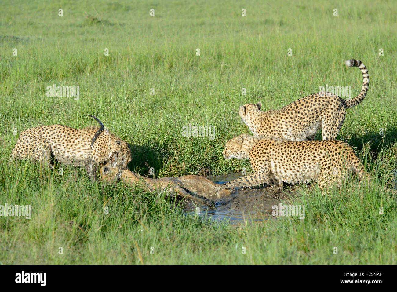 Ghepardo (Acinonix jubatus) madre con due giovani con soli maschi morti impala (Aepyceros melampus), il Masai Mara, Kenya. Foto Stock