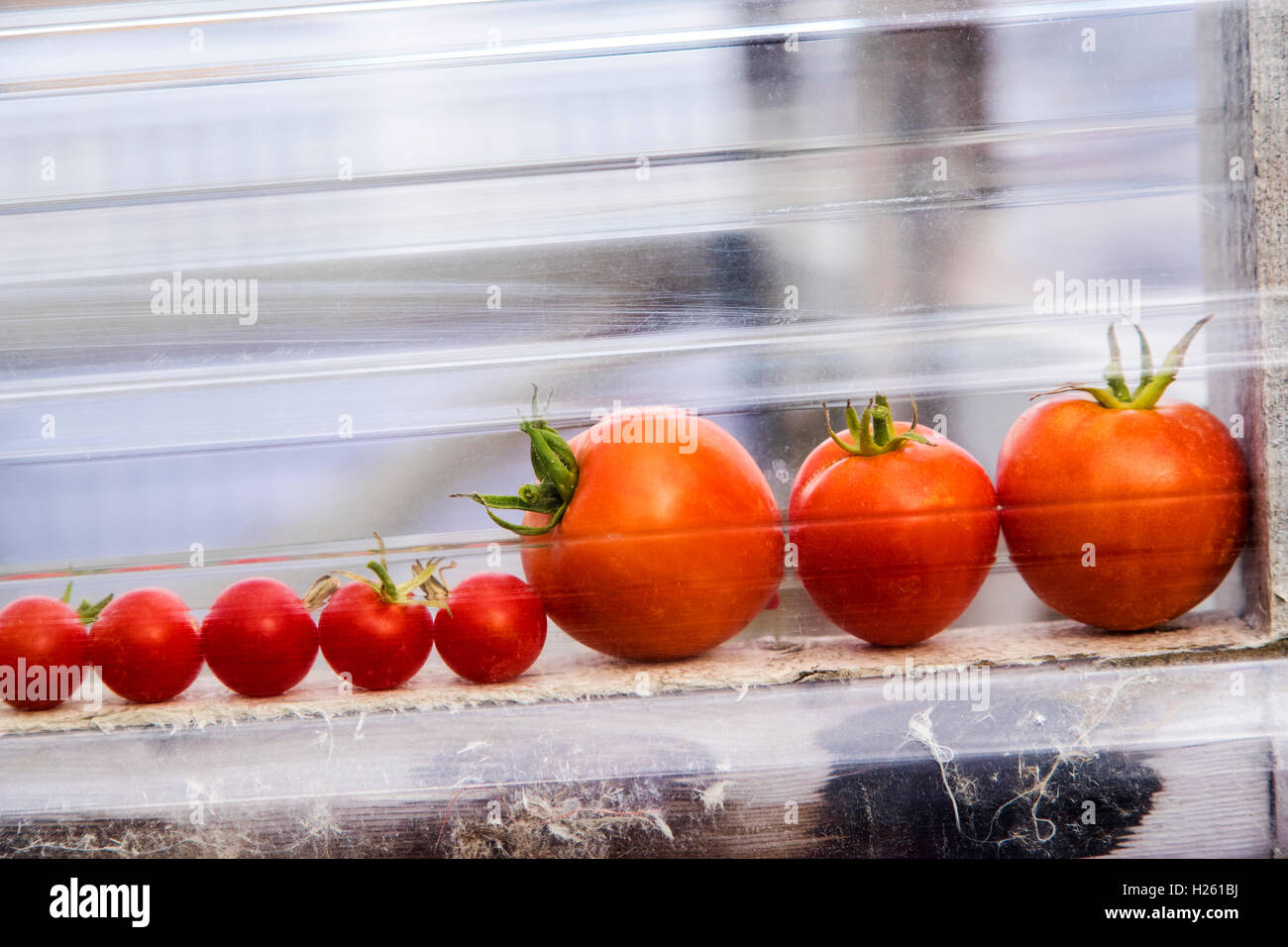 Appena raccolto i pomodori; orto Foto Stock