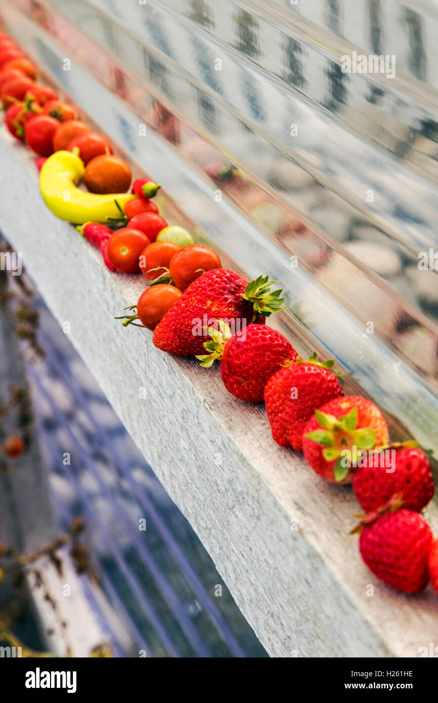 Appena raccolto i pomodori, fragole e peperoni; orto Foto Stock