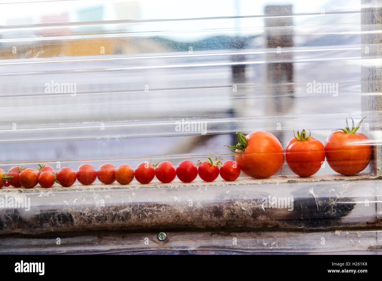 Appena raccolto i pomodori; orto Foto Stock