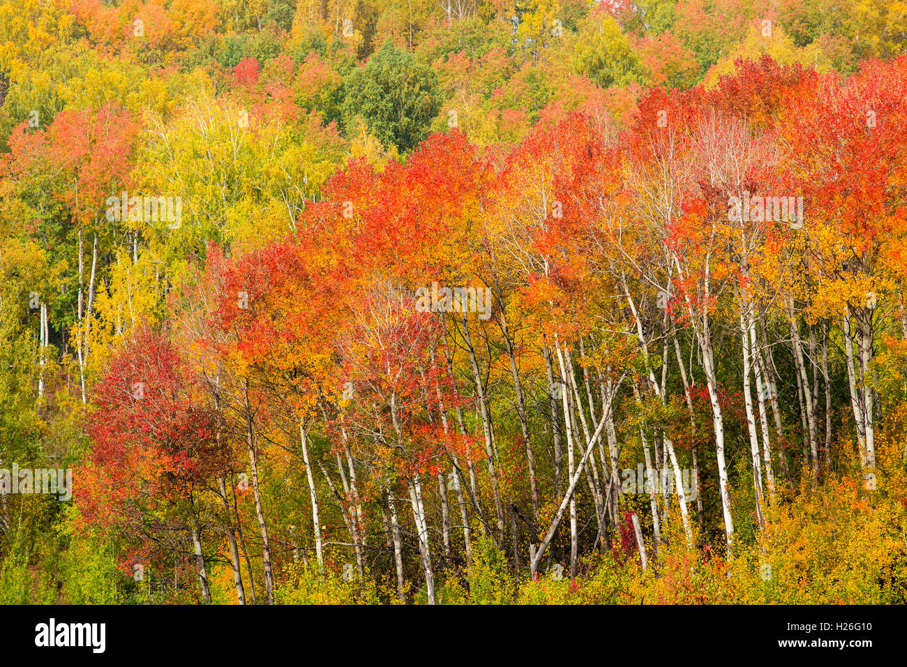 Bella foresta o Parco in autunno Foto Stock