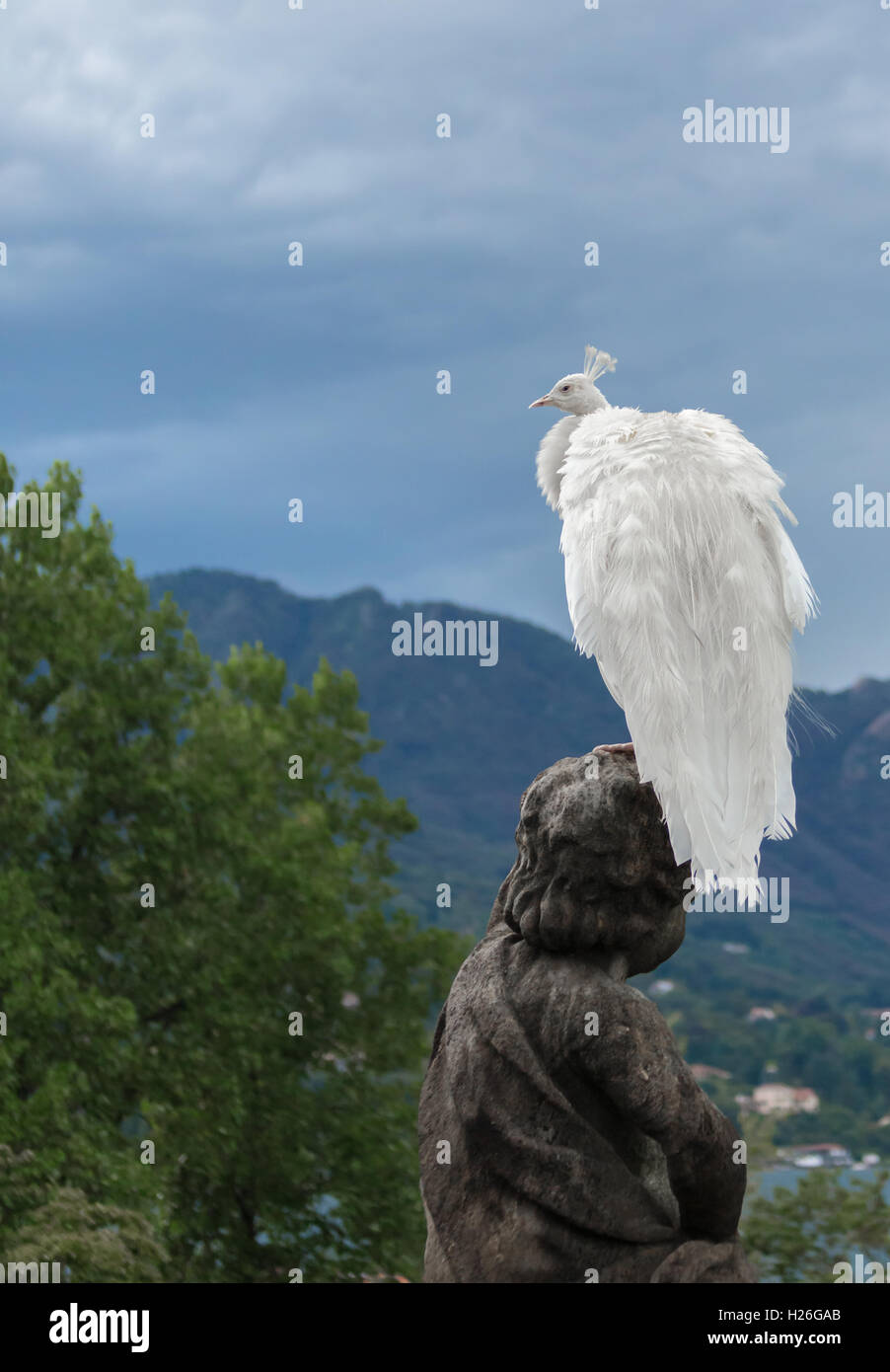 White peacock stand con coda chiuso sulle isole Borromee Isola Madre, Italia Foto Stock