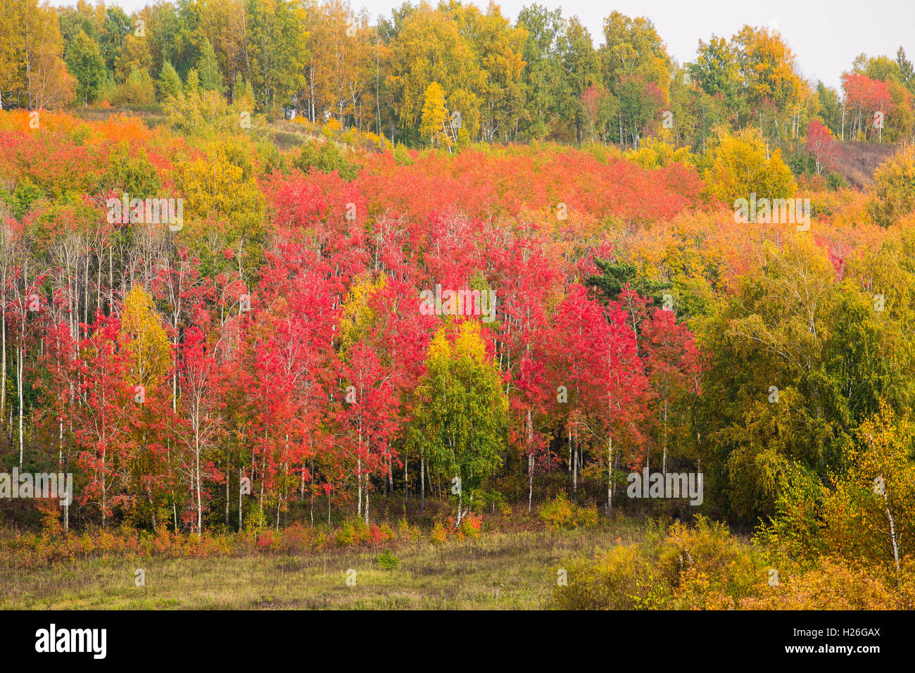 Russian Bosco in autunno Foto Stock