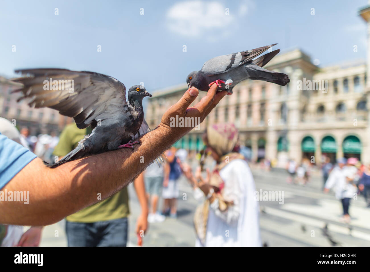 Due piccioni seduti su una mano d'uomo Foto Stock