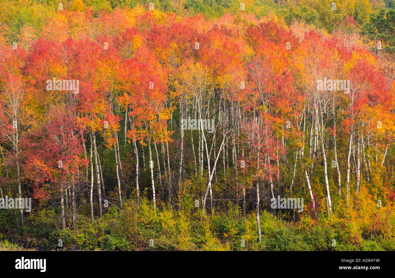 Calo luminoso colorato paesaggio forestale Foto Stock