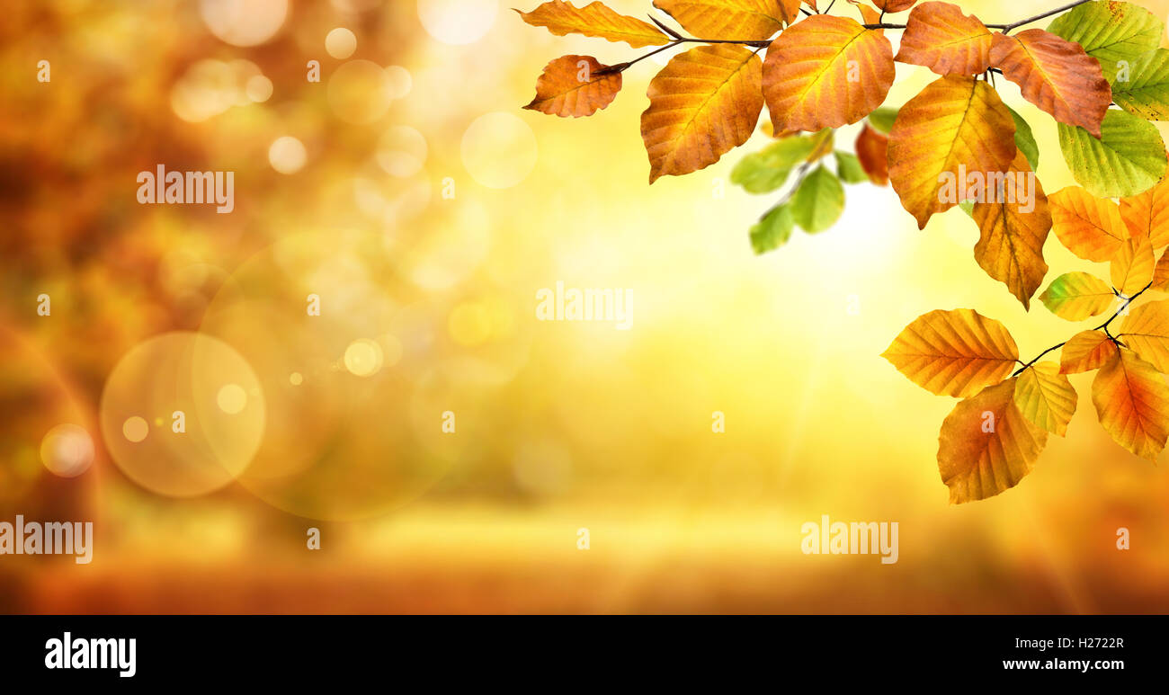 In autunno il faggio foglie decorare una natura bellissima bokeh sfondo incandescente con la luce del sole e gli alberi sfocata Foto Stock