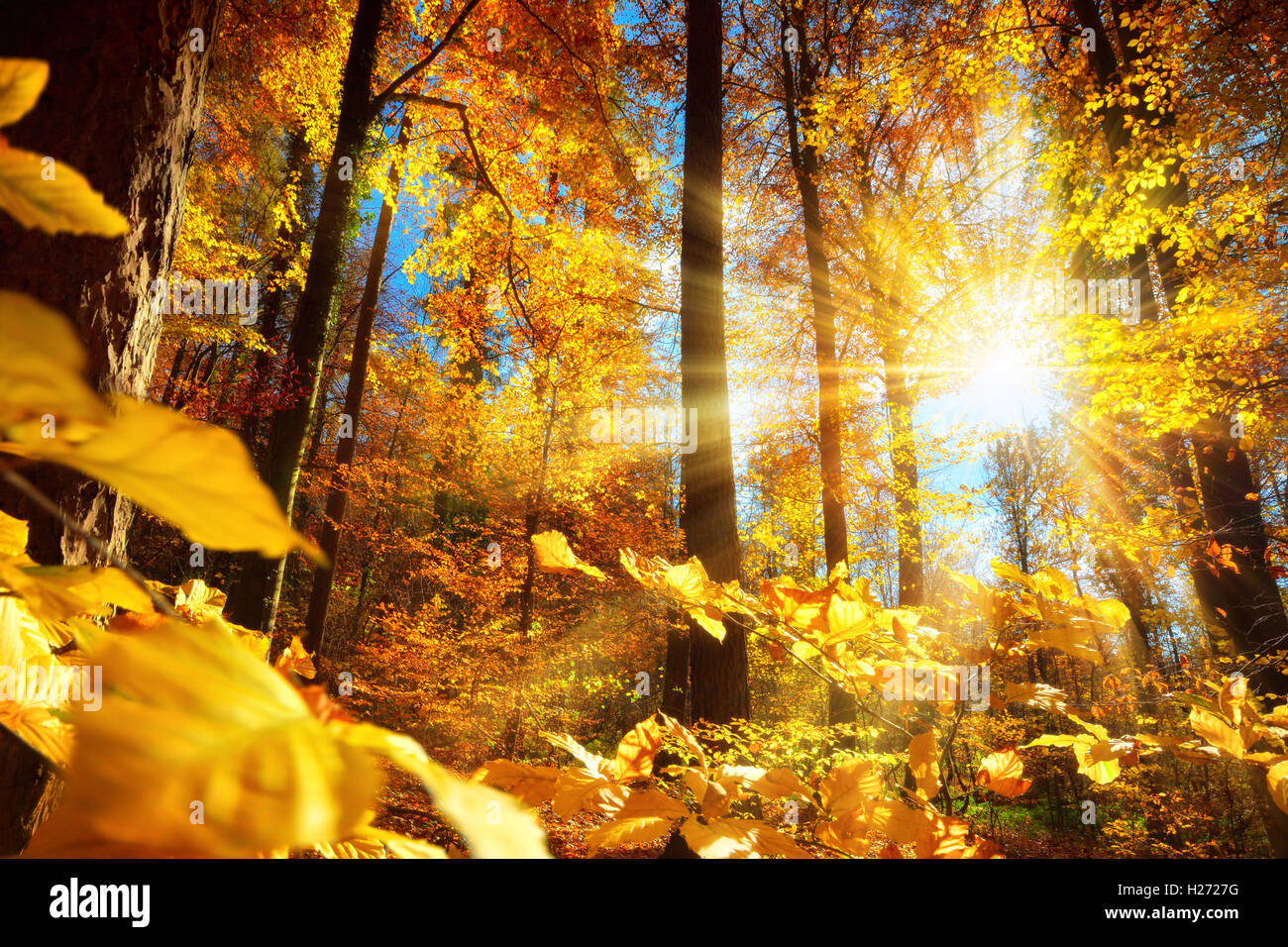 Stupendo paesaggio autunnale una foresta, con la colata di sun bellissimi raggi di luce attraverso il fogliame giallo Foto Stock