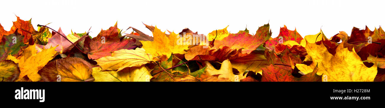 Foglie di autunno giacente sul terreno, formato panorama con colori vibranti isolato su bianco Foto Stock