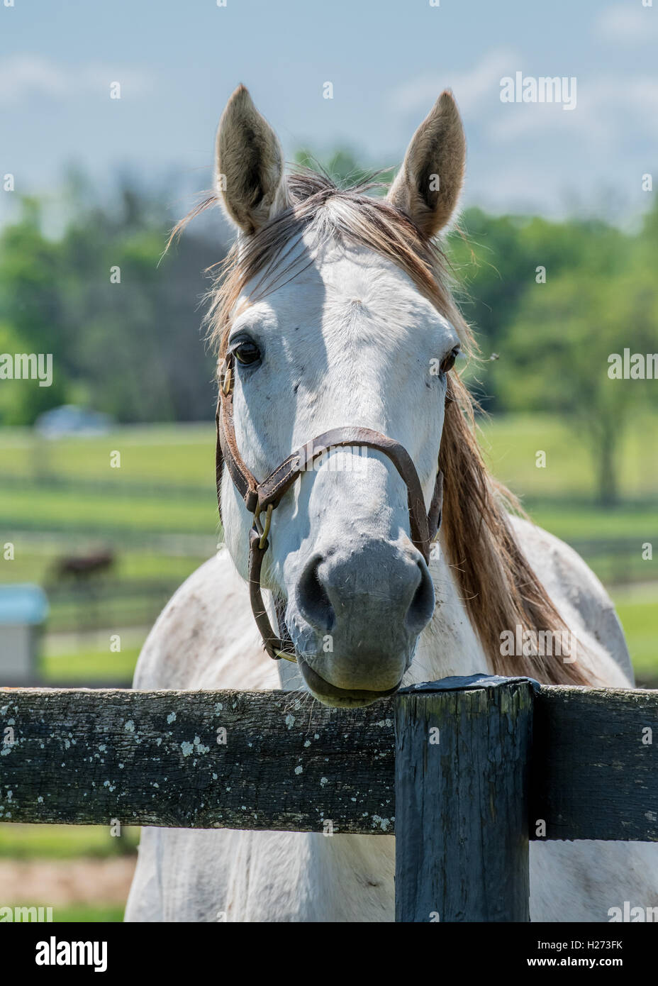 Cavallo grigio all'antica recinzione Peeking oltre Foto Stock