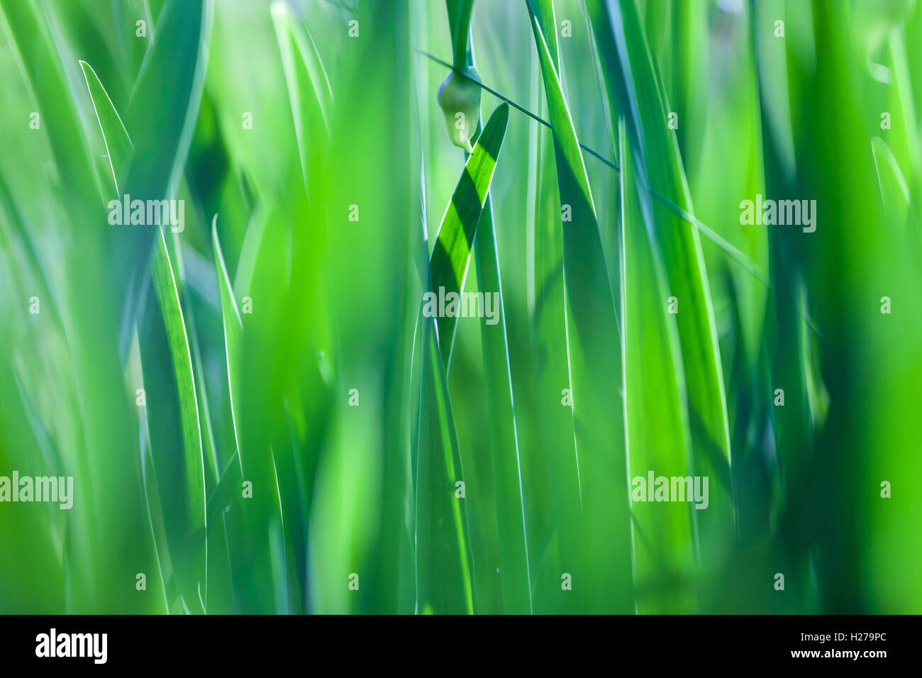 Erba verde soft focus macro foto. Foto Stock