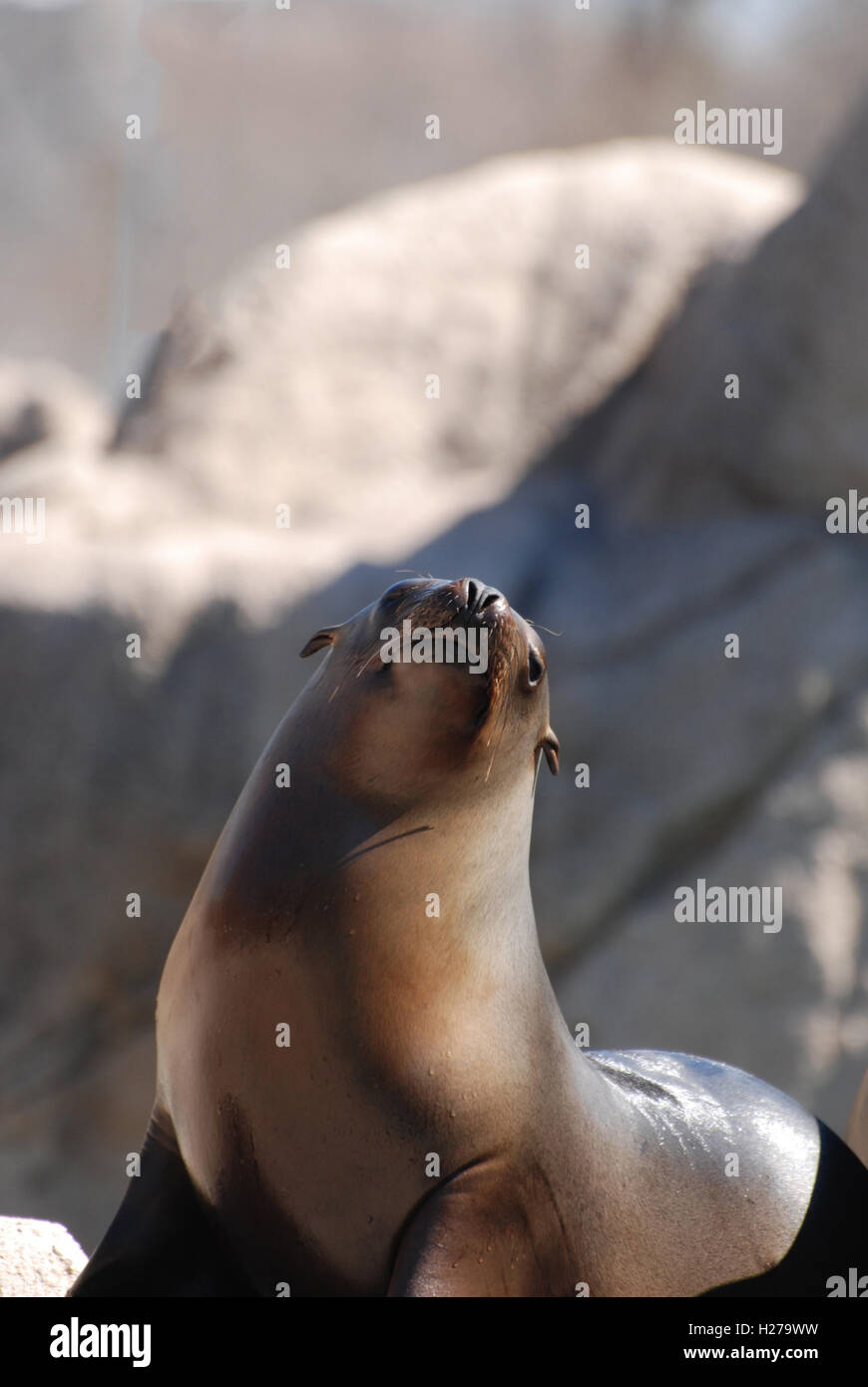 Adorabili Sea Lion su rocce con il suo naso verso il cielo. Foto Stock