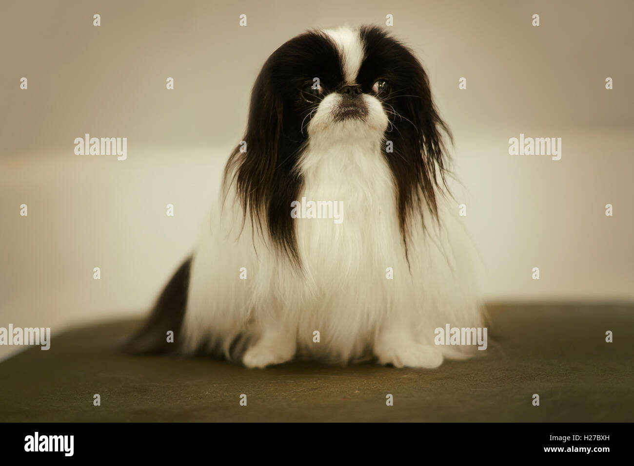 Bianco e nero pekingese dog sitter su un tavolo verde. Foto Stock