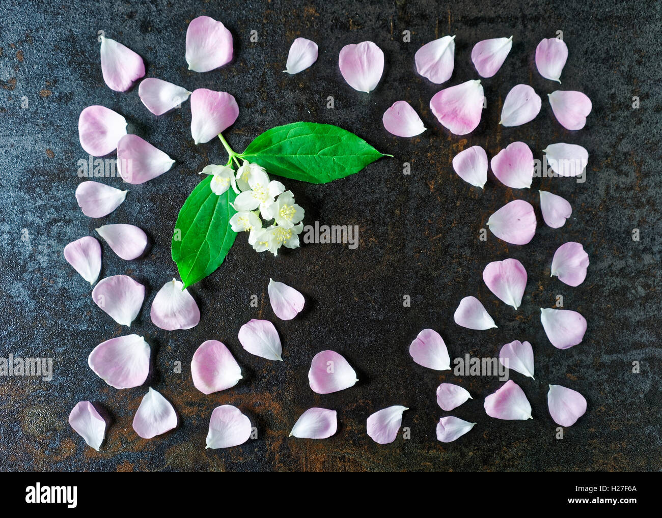 Telaio con tè rosa petali di rose e fiori di gelsomino su pietra con  effetto metallizzato sfondo. Lay piatto Foto stock - Alamy