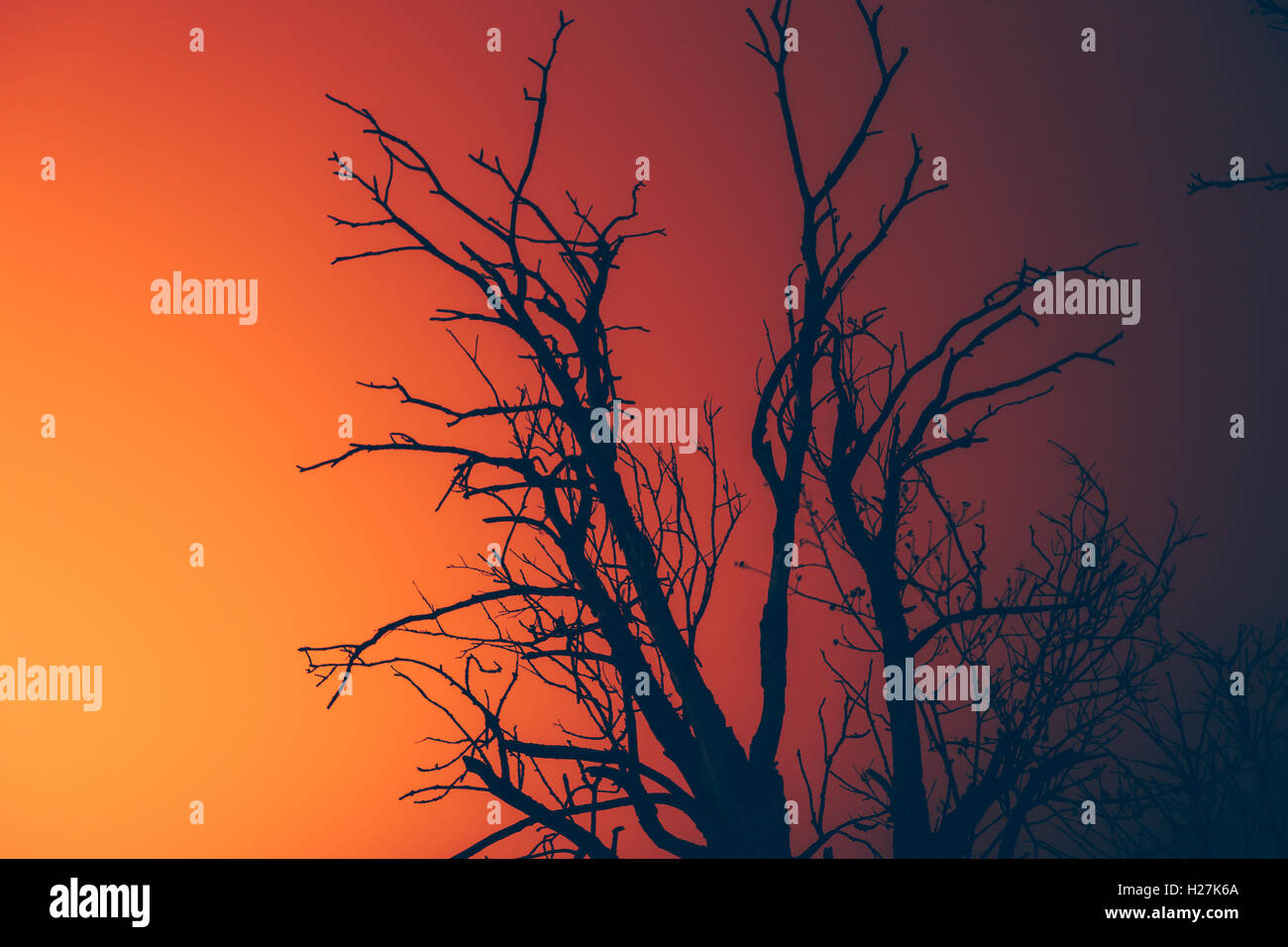 Silhouette dry albero morto su un wildfire Foto Stock