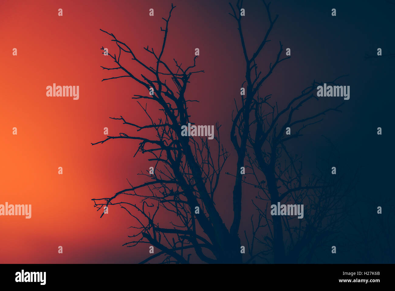 Silhouette dry albero morto su un wildfire Foto Stock