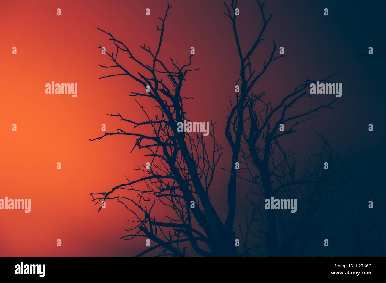 Silhouette dry albero morto su un wildfire Foto Stock