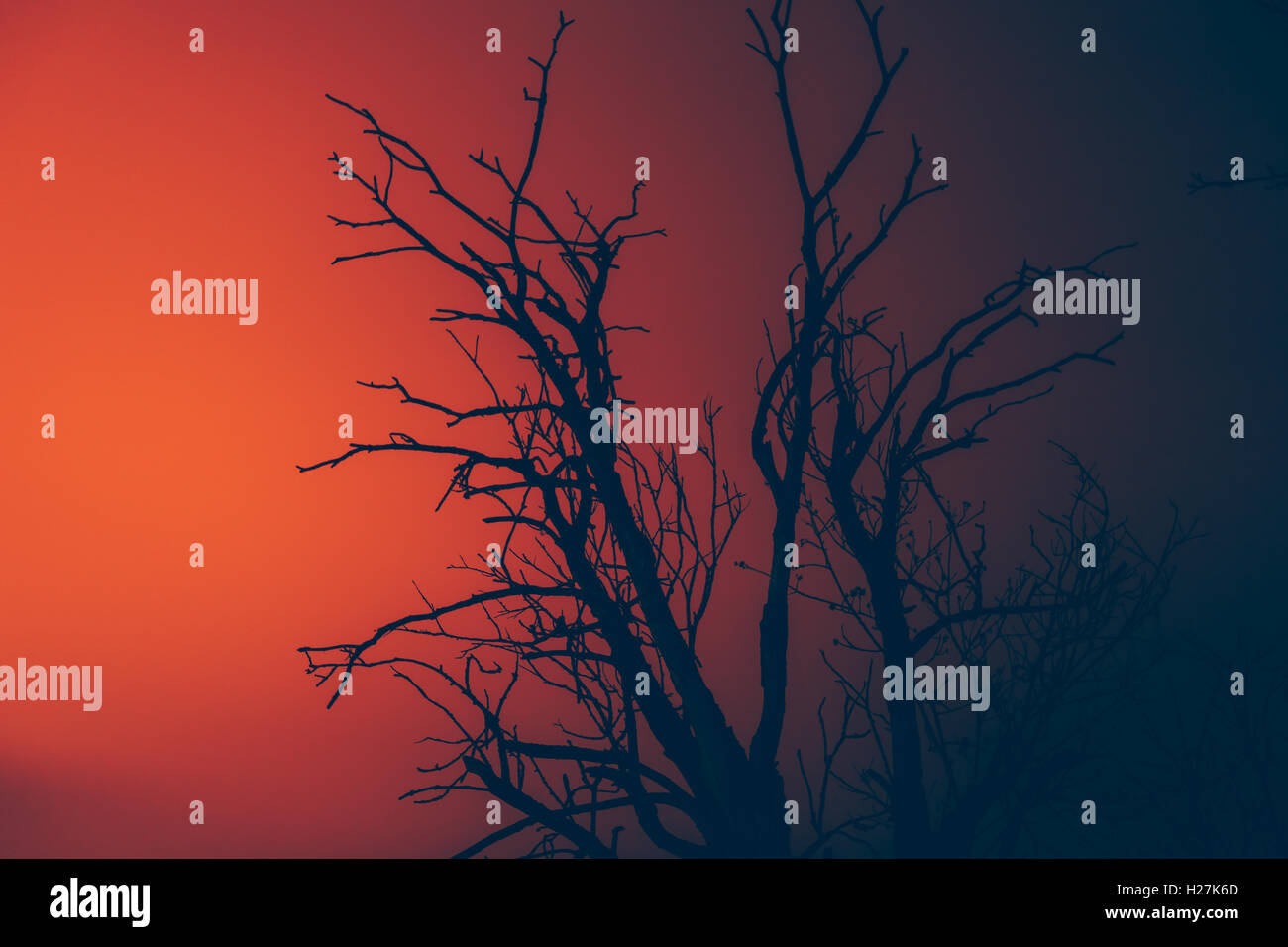 Silhouette dry albero morto su un wildfire Foto Stock