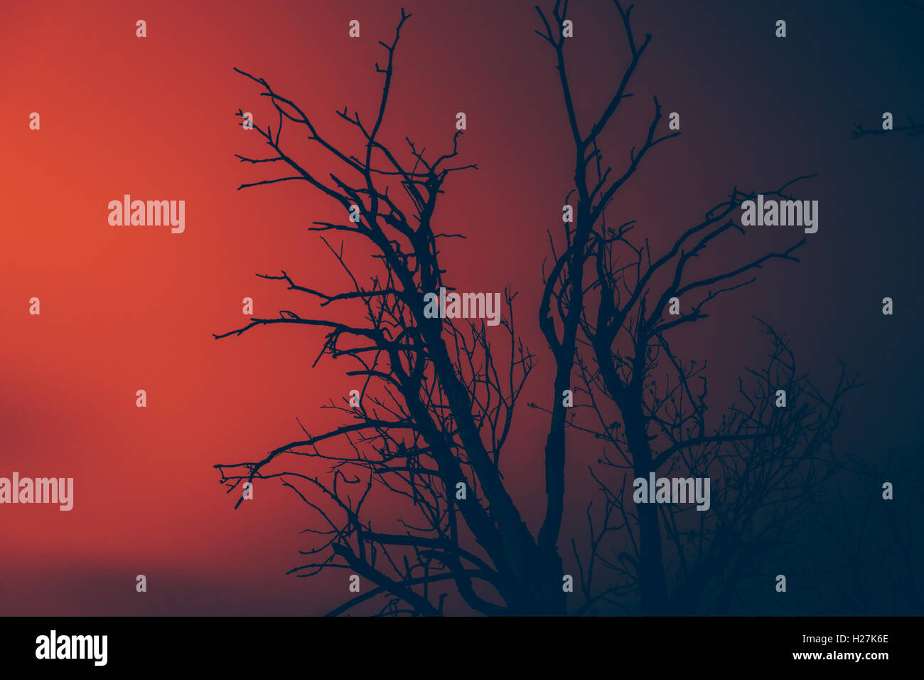 Silhouette dry albero morto su un wildfire Foto Stock