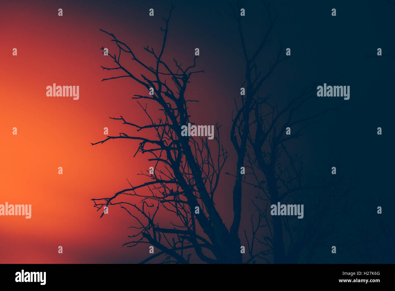 Silhouette dry albero morto su un wildfire Foto Stock