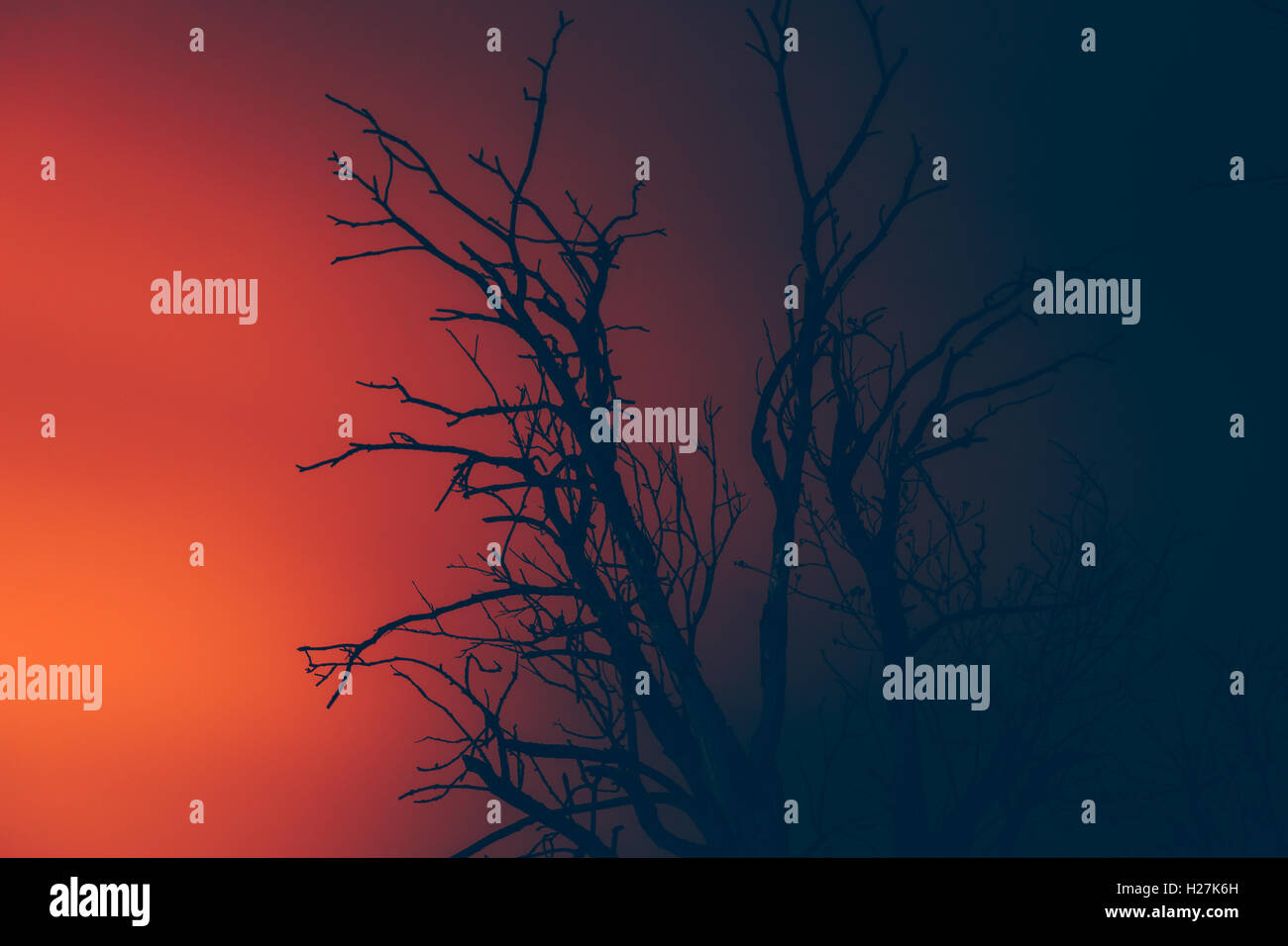 Silhouette dry albero morto su un wildfire Foto Stock