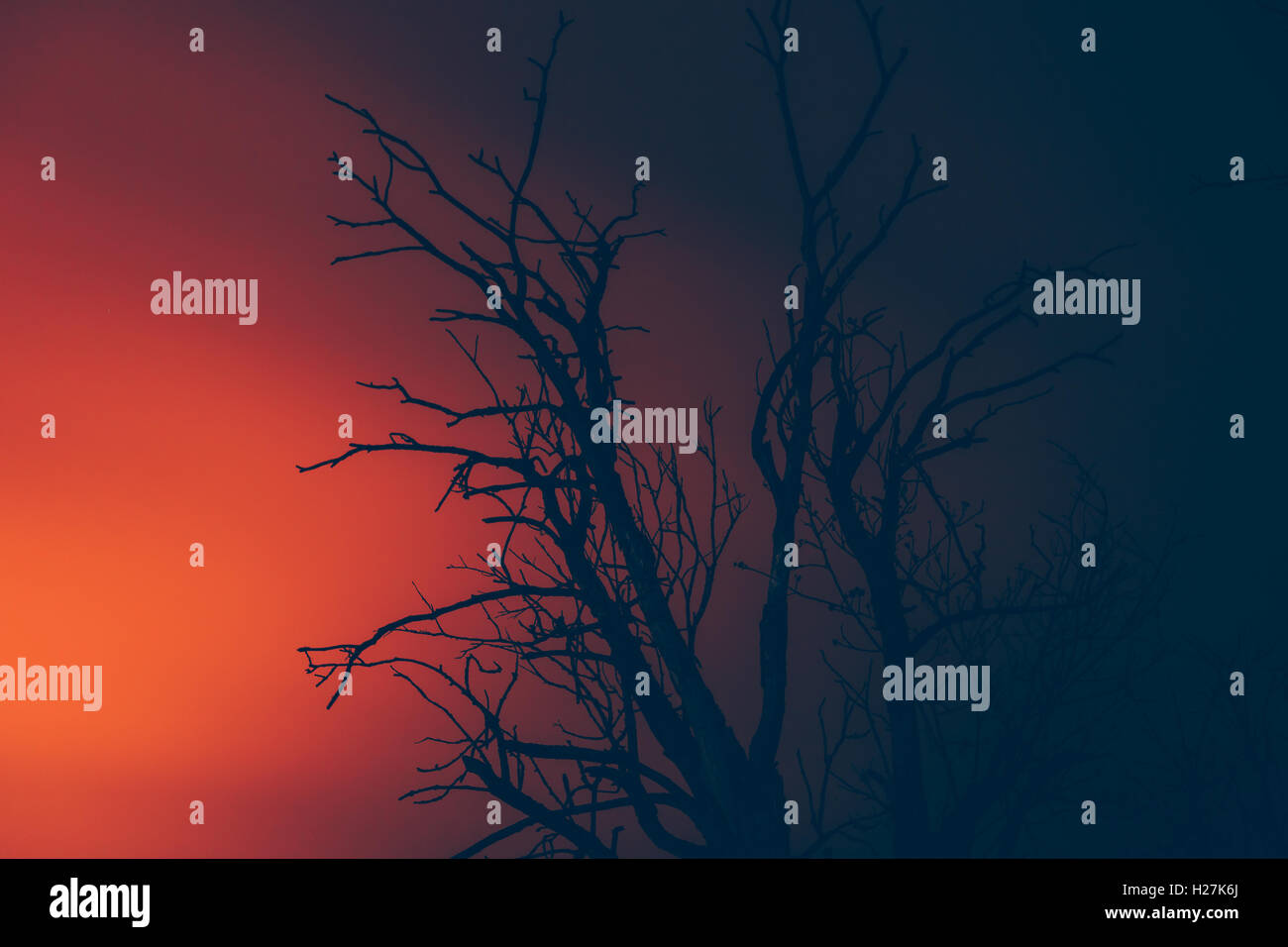 Silhouette dry albero morto su un wildfire Foto Stock