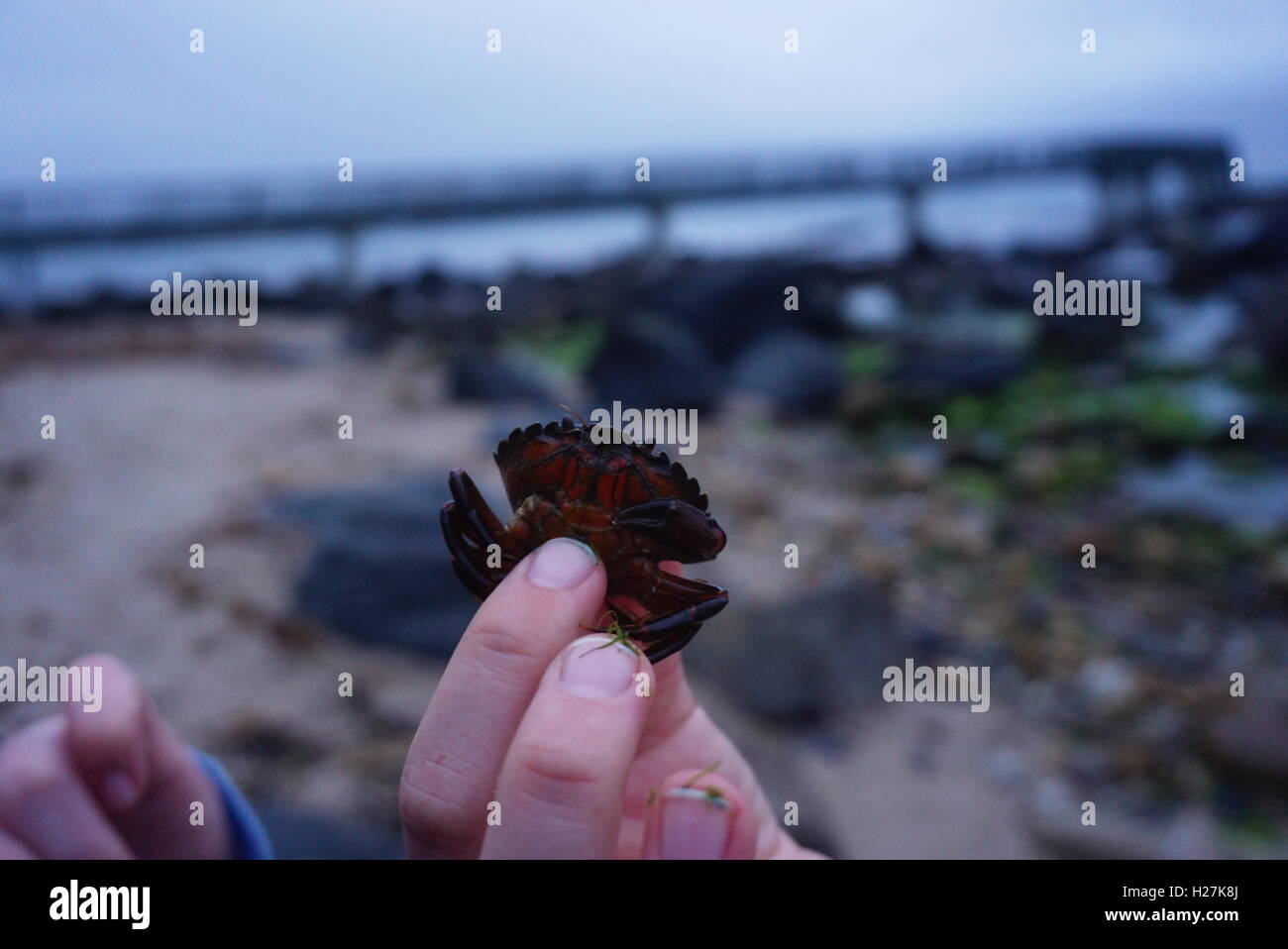 Mano azienda di ghiaia e piccoli granchi Foto Stock