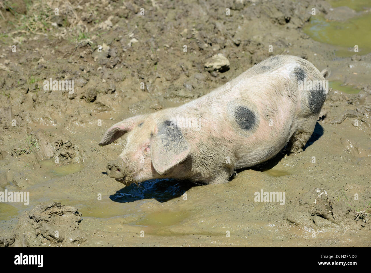 Gloucester Old Spot giovane Suino Suino nel fango Foto Stock