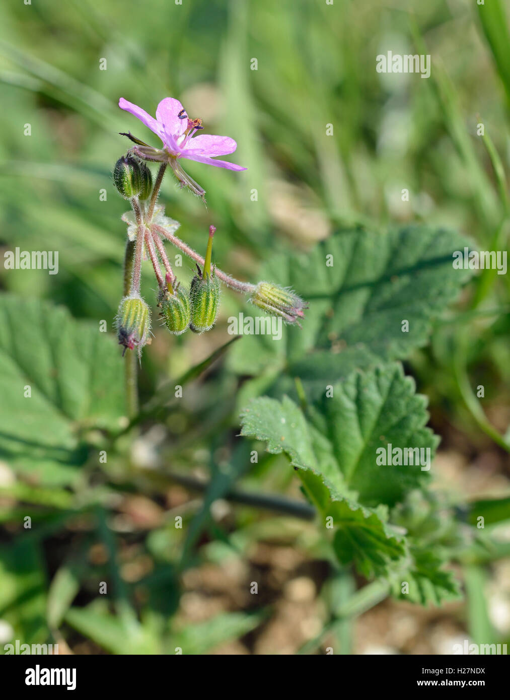 Morbido o malva-lasciava di cicogna-bill - Erodium malacoides Foto Stock