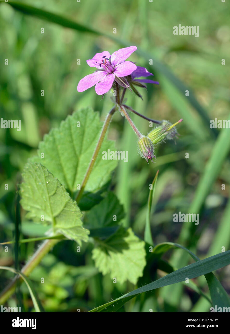 Morbido o malva-lasciava di cicogna-bill - Erodium malacoides Foto Stock