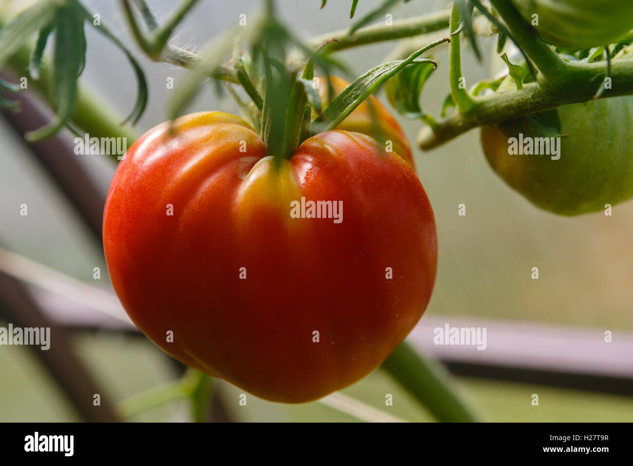 Pomodori di diversi gradi di maturazione in serra Foto Stock