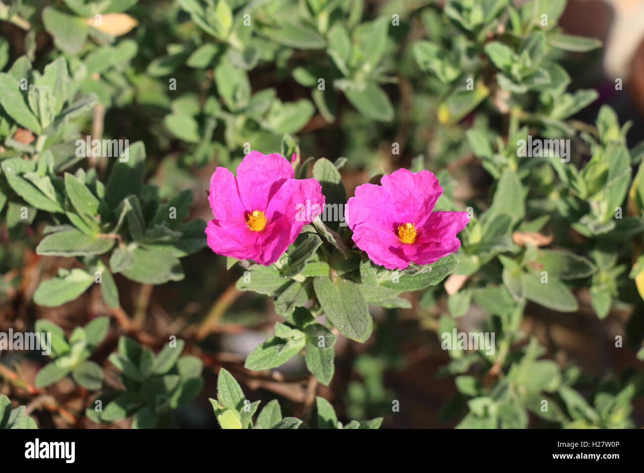 Due rosa rock Rose sboccia Foto Stock