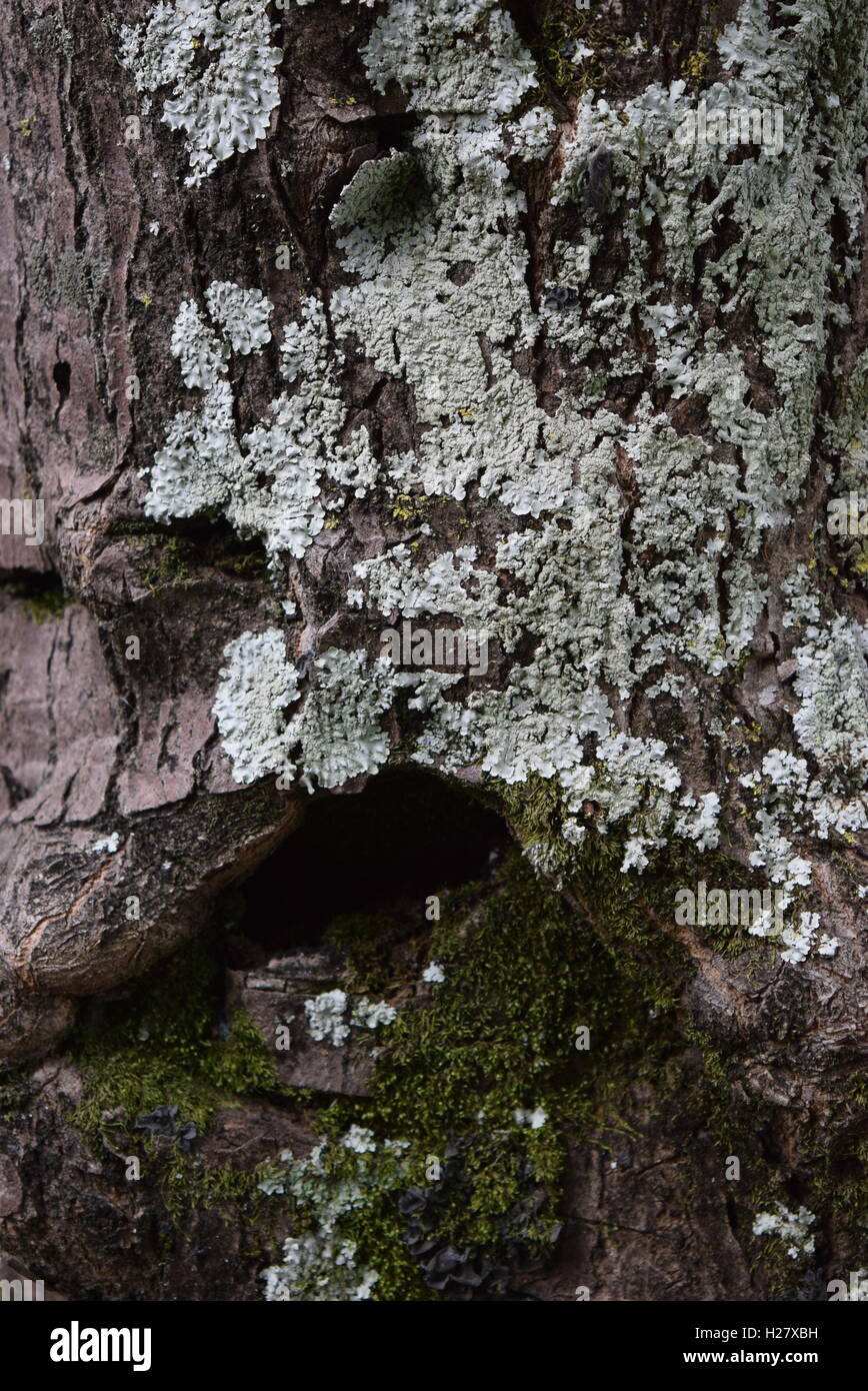 Superficie ruvida corteccia con moss su vecchi alberi, Finca a Filadelfia, Antigua, Guatemala Foto Stock