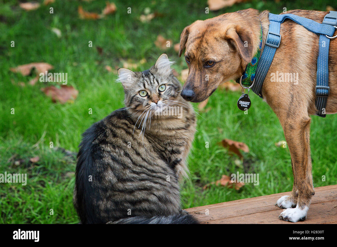 Cane guardando il gatto con gli occhi verdi Foto Stock