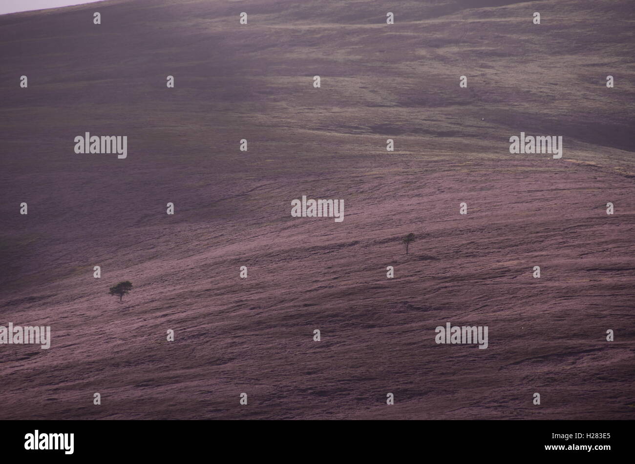 Heather colline rivestite in Cairngorm Parco Nazionale di Scozia, due alberi di pino aggiungere un senso di scala per la vista. Foto Stock