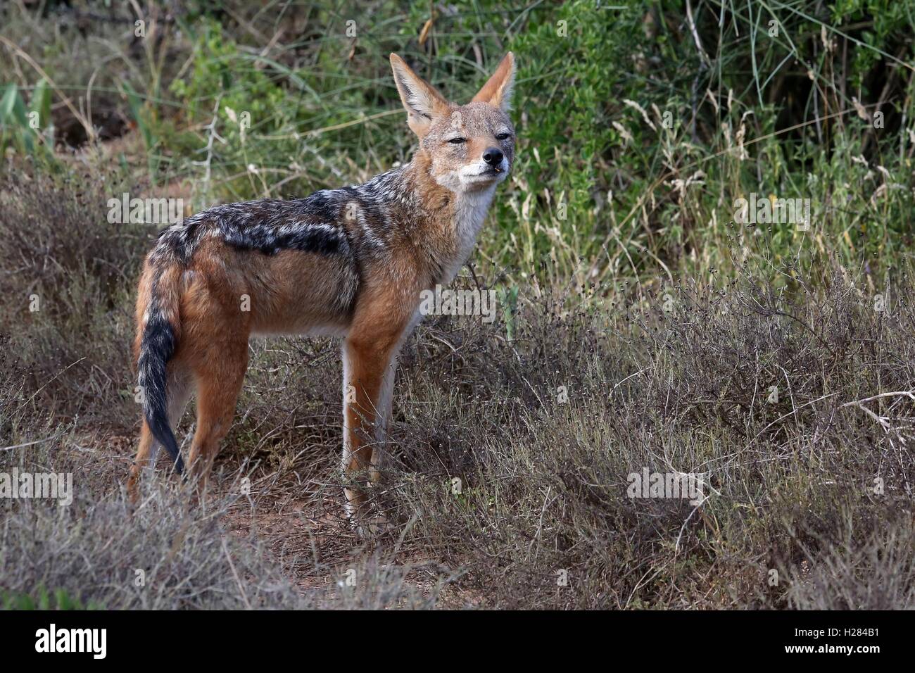 Black Backed Jackal Foto Stock