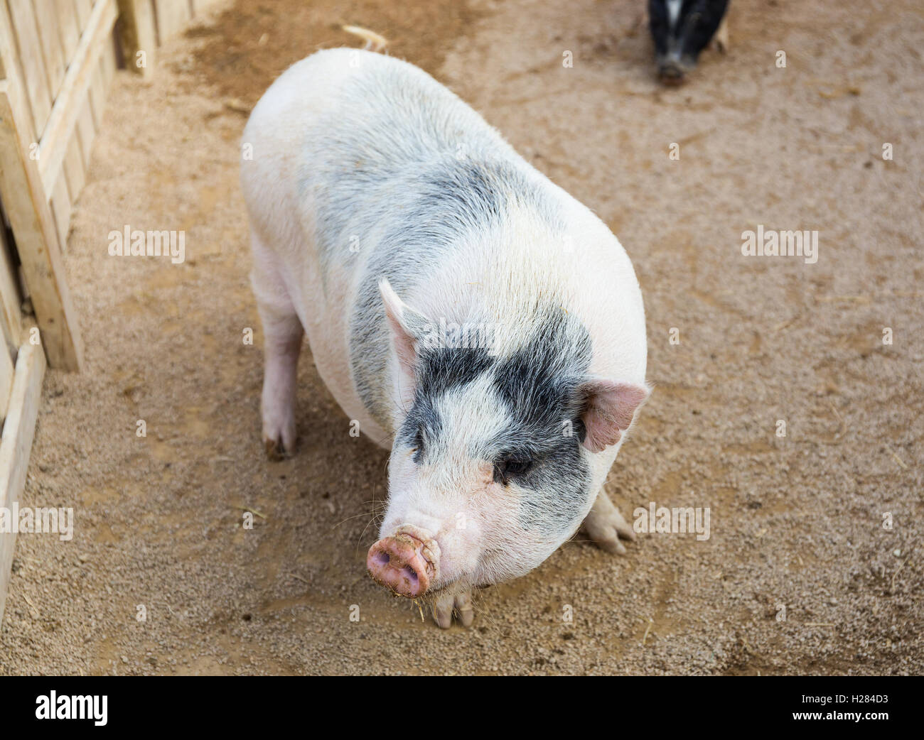 Maiale in fattoria Foto Stock