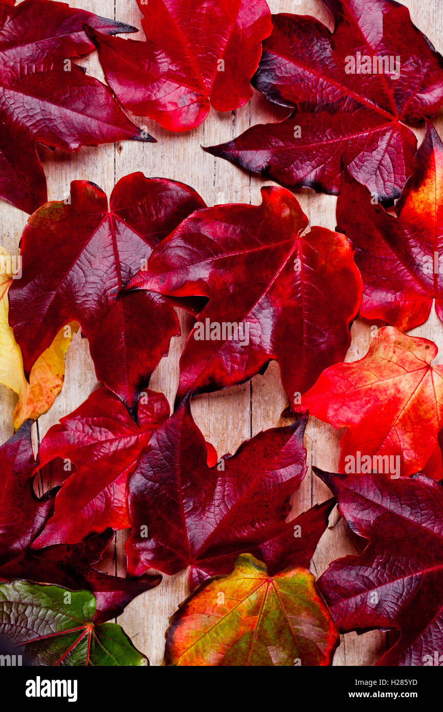 Foglie di autunno sfondo Foto Stock
