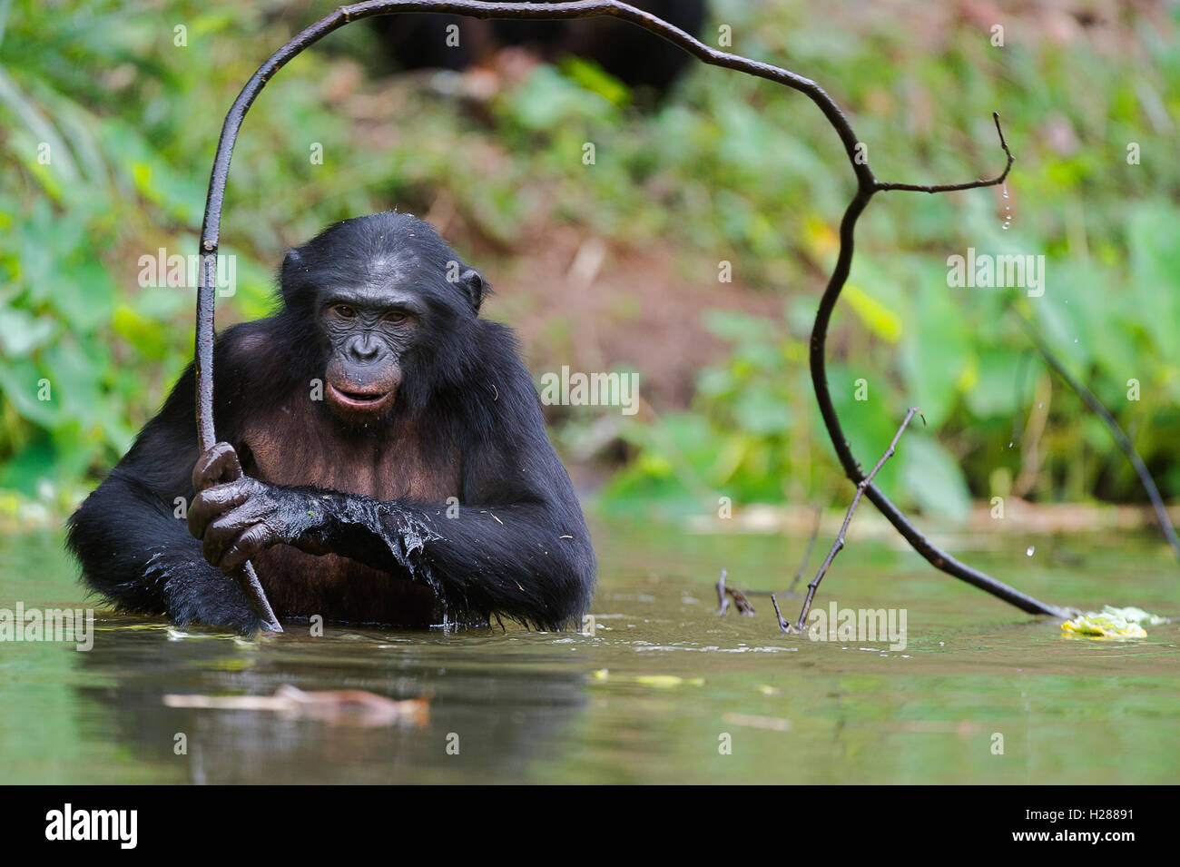 Bonobo ( Pan paniscus) verticale. Foto Stock