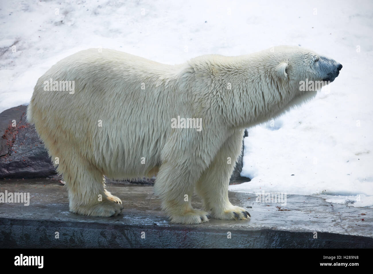 Orso polare Foto Stock