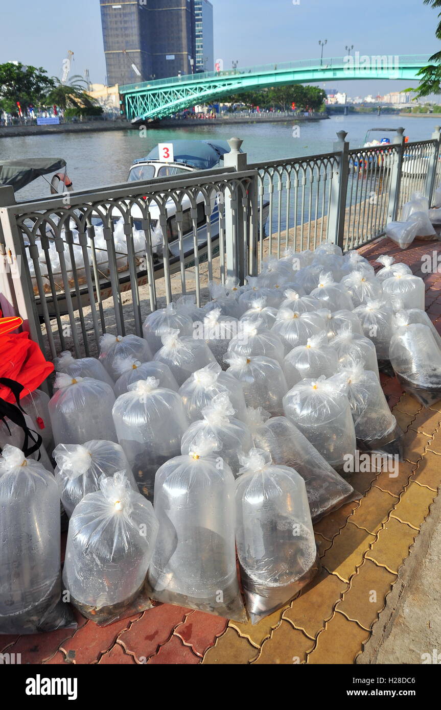 La città di Ho Chi Minh, Vietnam - Aprile 24, 2015: pesci sono conservati in sacchetti di plastica preparando per essere rilasciato nel fiume Saigon in Foto Stock